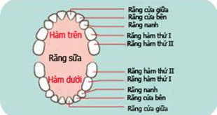 Răng sữa của trẻ có bao nhiêu cái và  điểm khác răng vĩnh viễn như thế nào?