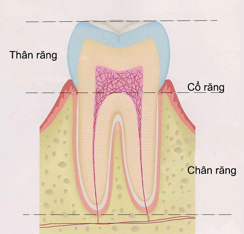 tìm hiểu cấu trúc răng